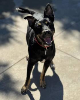 Rescue German Shepherd Dog Dogs for Adoption in Fremont, Michigan - Delaney | PetCurious