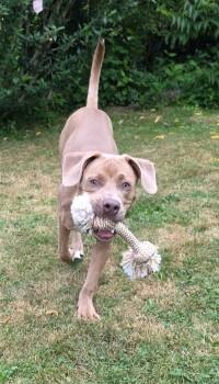 Quincy -  Mixed Breed Dog for Adoption in Buffalo, New York - Quincy | PetCurious