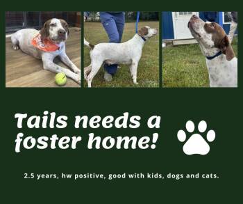 Rescue English Pointer Dogs for Adoption in Bridgeton, New Jersey - Needs Foster Tails (SC) | PetCurious