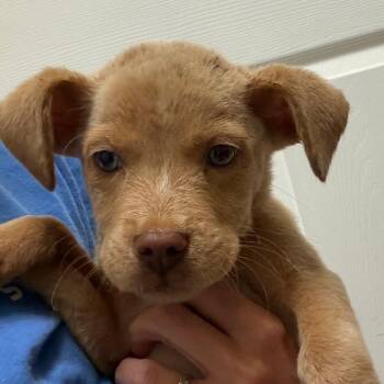 Gomez -  Mixed Breed Dog for Adoption in Greensboro, Georgia - Gomez | PetCurious