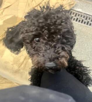 Rupert -  Miniature Poodle Dog for Adoption in Annapolis, Maryland - Rupert | PetCurious