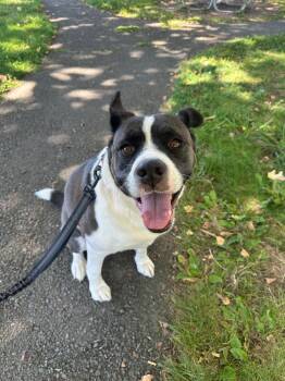 Halo -  Pit Bull Terrier and Husky Dog for Adoption in Napa, California - Halo | PetCurious