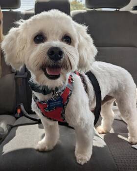 Banner -  Poodle and Maltese Dog for Adoption in Corona, California - Banner | PetCurious