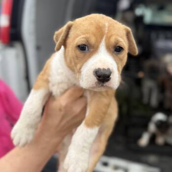 Mixed Breed Dogs Available for Adoption - Addition | PetCurious