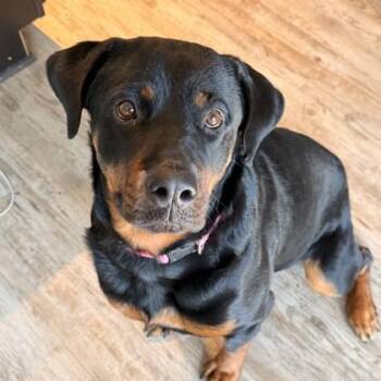 Rottweiler Dogs Available for Adoption - Phoebe (161114) (In A Foster Home) | PetCurious