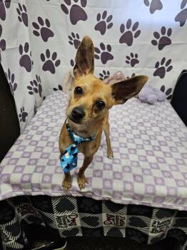 Chihuahua Dogs Available for Adoption in Metairie, Louisiana - Trucker | PetCurious