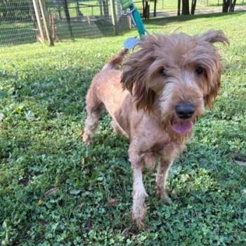 Curly -  Labradoodle Dog for Adoption in Phoenixville, Pennsylvania - Curly | PetCurious