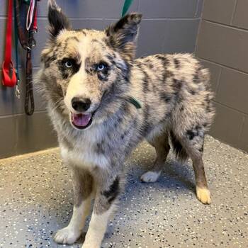 Husky and Australian Shepherd Dogs Available for Adoption in Tuscaloosa, Alabama - Charlie | PetCurious