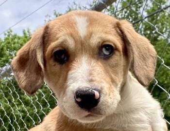 LuLu -  Shepherd Dog Available for Adoption in Glasgow, Kentucky - LuLu | PetCurious