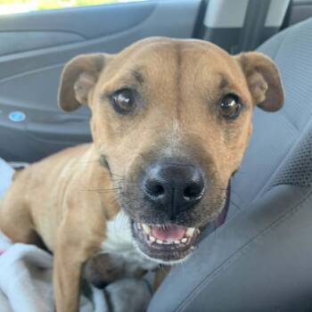 Mixed Breed Dogs Available for Adoption - Skye | PetCurious