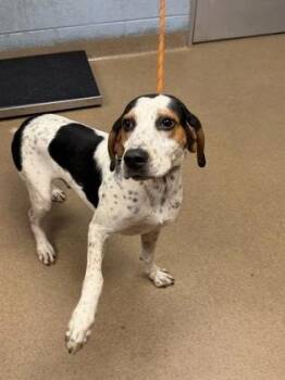 Ironhaven -  Mixed Breed Dog for Adoption in Chamblee, Georgia - Ironhaven | PetCurious