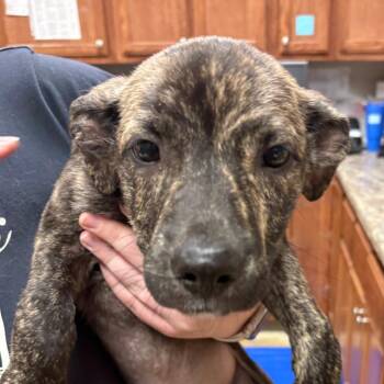 Dolce - 062908U -  Labrador Retriever and Mixed Breed Dog for Adoption in Tupelo, Mississippi - Dolce - 062908U | PetCurious