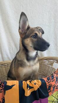 Gretchen -  German Shepherd Dog Dog for Adoption in Pensacola, Florida - Gretchen | PetCurious