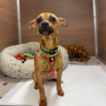 Chihuahua Dogs Available for Adoption - Churro | PetCurious