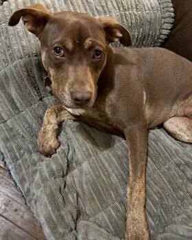 Mixed Breed Dogs Available for Adoption in Lake Wylie, South Carolina - Chelsea | PetCurious