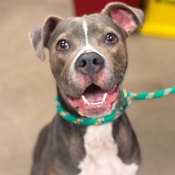 Pit Bull Terrier Dogs Available for Adoption in York, Pennsylvania - YORK-Stray-15521 | PetCurious