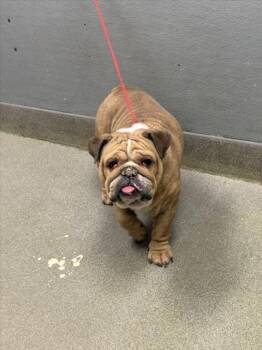 English Bulldog Dogs Available for Adoption - PICKLES | PetCurious