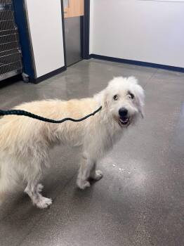 Scotty -  Mixed Breed Dog for Adoption in Greenfield, Indiana - Scotty | PetCurious
