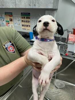 Hound and Pit Bull Terrier Dogs Available for Adoption - Spaghetti | PetCurious