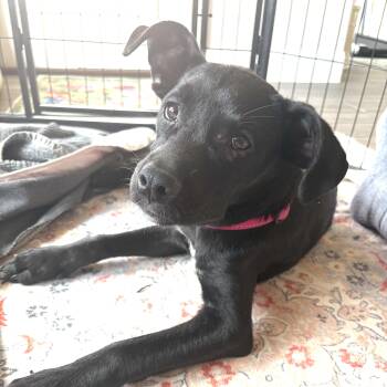 Carla -  Spaniel and Labrador Retriever Dog for Adoption in Chatham, New Jersey - Carla | PetCurious