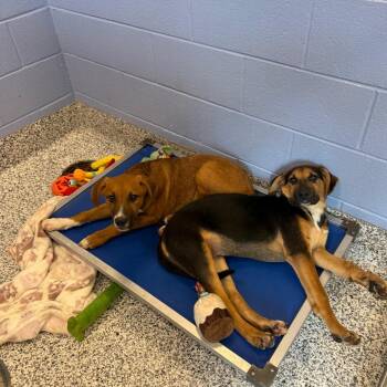 German Shepherd Dog and Mixed Breed Dogs Available for Adoption in Madisonville, Tennessee - Georgia | PetCurious