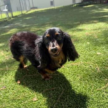 Gracie -  Dachshund Dog for Adoption in Wilmington, North Carolina - Gracie | PetCurious