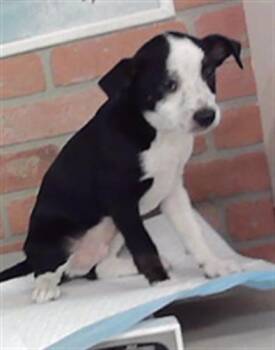 RYE -  Australian Shepherd and Yorkshire Terrier Dog for Adoption in Houston, Texas - RYE | PetCurious