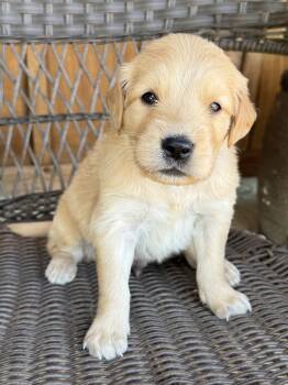Black -  Golden Retriever Dog for Sale in Hackett, Arkansas - Black | PetCurious