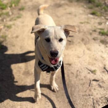 Sandwich -  Yellow Labrador Retriever and Mixed Breed Dog for Adoption in St. Peters, Missouri - Sandwich | PetCurious