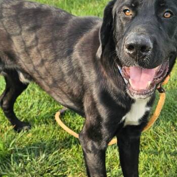 Hugo -  Great Dane and Great Pyrenees Dog for Adoption in Plainfield, Illinois - Hugo | PetCurious