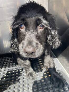 TUPAK -  Cocker Spaniel Dog for Adoption in Dallas, Texas - TUPAK | PetCurious