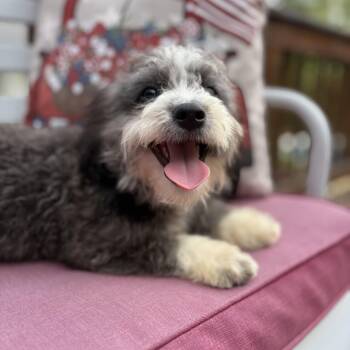 TROOPER -  Aussiedoodle Dog for Adoption in Chicopee, Massachusetts - TROOPER | PetCurious