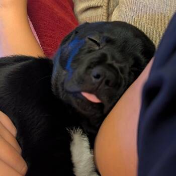 Jordan -  Mixed Breed Dog for Adoption in Greece, New York - Jordan | PetCurious