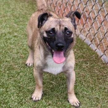 CT Butterball -  Terrier and Mixed Breed Dog for Adoption in Stormville, New York - CT Butterball | PetCurious