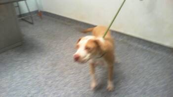 Pit Bull Terrier Dogs Available for Adoption in Charlotte, North Carolina - A1263831 | PetCurious