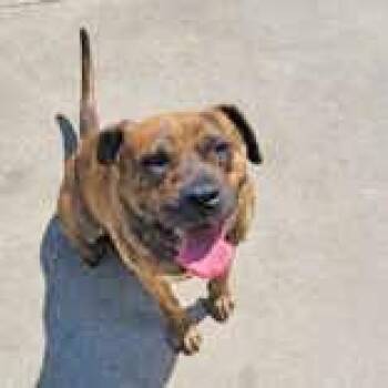 Rescue Boxer Dogs for Adoption in Portsmouth, Ohio - Dale | PetCurious