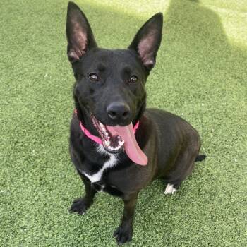 Rescue German Shepherd Dog Dogs for Adoption in Batavia, Ohio - Barkin' Beans | PetCurious