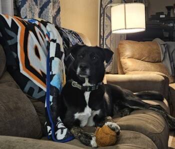 Rescue Mixed Breed Dogs for Adoption in Pendleton, Oregon - Alfalfa | PetCurious