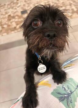 Jake -  Border Terrier Dog for Adoption in Osteen, Florida - Jake | PetCurious