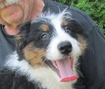 Mikey -  Australian Shepherd and Bernese Mountain Dog Dog for Adoption in Paris, Kentucky - Mikey | PetCurious
