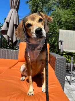 Serenity -  Mixed Breed Dog for Adoption in Bellingham, Washington - Serenity | PetCurious