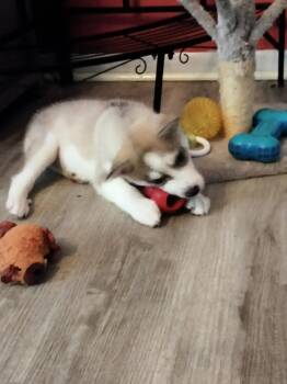 Husky Dogs Available for Adoption - Scottie | PetCurious