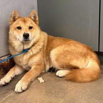 Chica -  Chow Chow Dog for Adoption in Melbourne, Kentucky - Chica | PetCurious