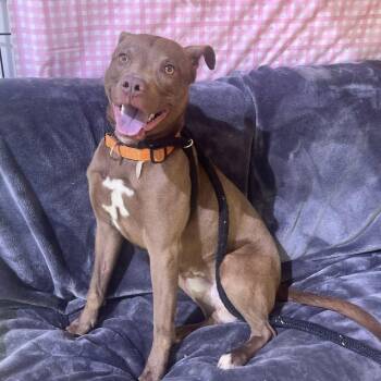 Terrier Dogs Available for Adoption in North Syracuse, New York - Mahogany | PetCurious