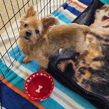 Sabrina -  Yorkshire Terrier Dog for Adoption in Milan, Illinois - Sabrina | PetCurious