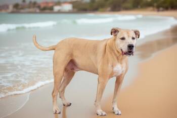 Rescue Catahoula Leopard Dog and Hound Dogs for Adoption in Sebastian, Florida - Bumble | PetCurious