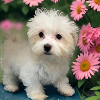 George -  Maltese Dog for Adoption - George | PetCurious