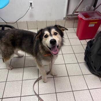 Eddie -  Mixed Breed Dog for Adoption in Charleston, West Virginia - Eddie | PetCurious