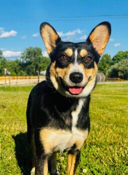 Luna -  Corgi Dog for Adoption in Ashland, Kentucky - Luna | PetCurious