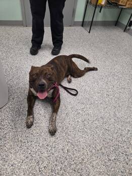 Tank -  Terrier Dog for Adoption in Athens, Tennessee - Tank | PetCurious